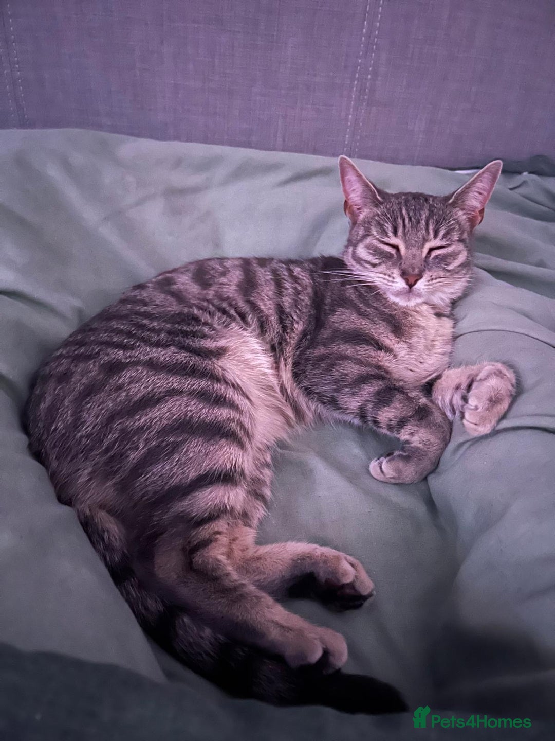 Mixed Breed cats for sale: 3 kittens for sale - Advert 2