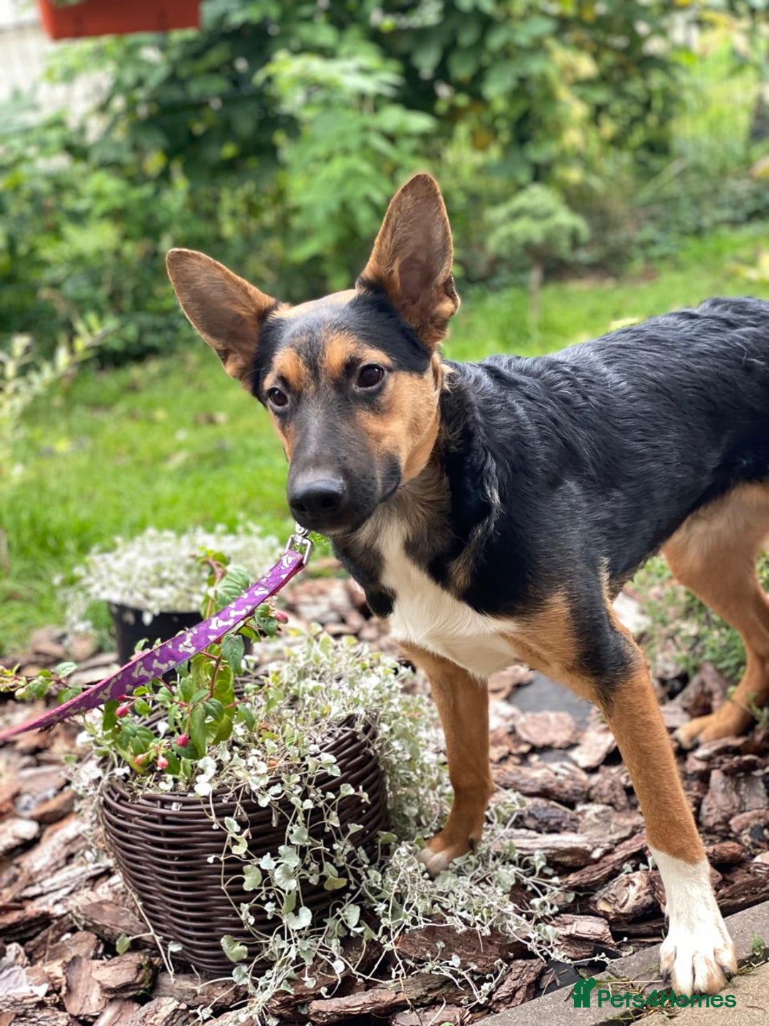 Mixed Breed dogs for adoption: 💙🐶 CONNOR 🐶💙 - Image 13