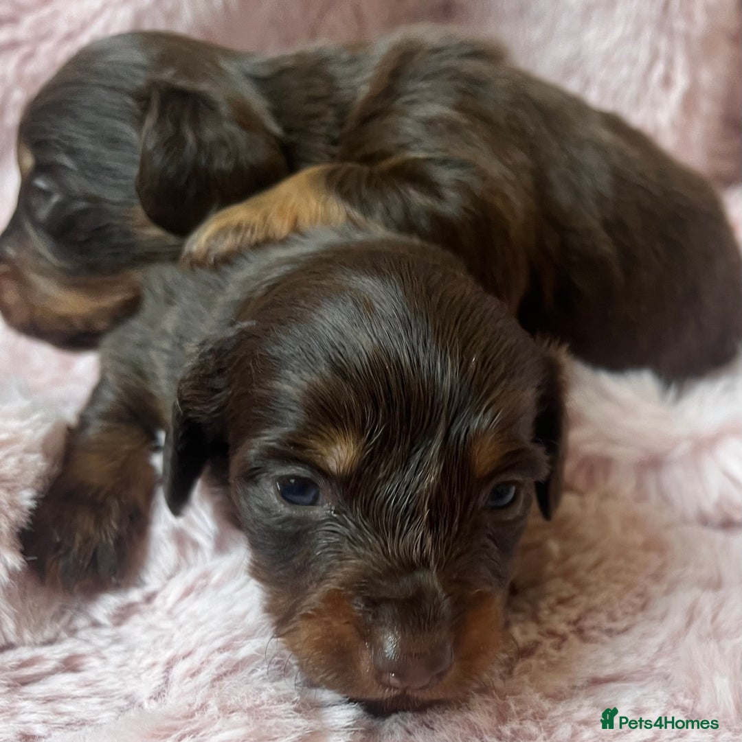 Miniature Dachshund dogs for sale: Long hair tiny kc reg dachshund babies  - Advert 8