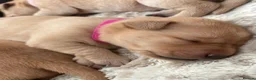 Labrador Retriever dogs for sale: Two amazing pups left from litter of 6 - Advert 15