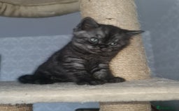 Scottish Fold cats for sale: TICA registered females 😸😽🐱 - Image 7