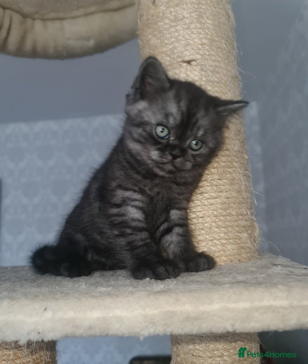 Scottish Fold cats for sale: TICA registered females 😸😽🐱 - Image 7