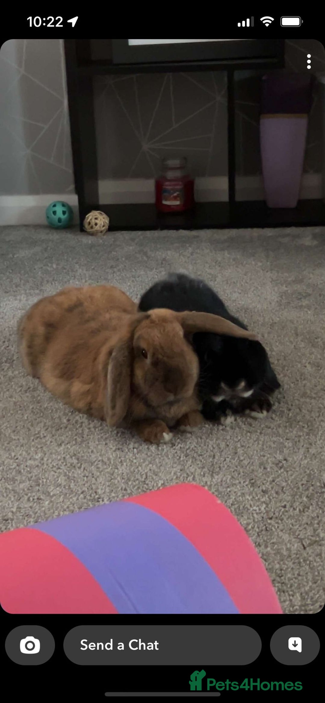 Mini Lop rabbits for sale: 2 Mini Lops For Sale  - Image 6
