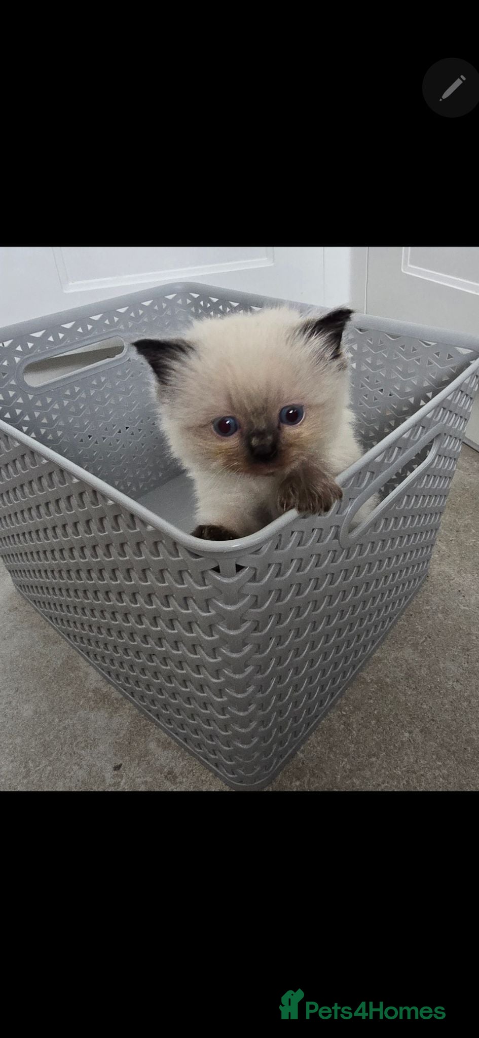 Ragdoll cats Adorable Pedigree Ragdoll kittens - Advert 1