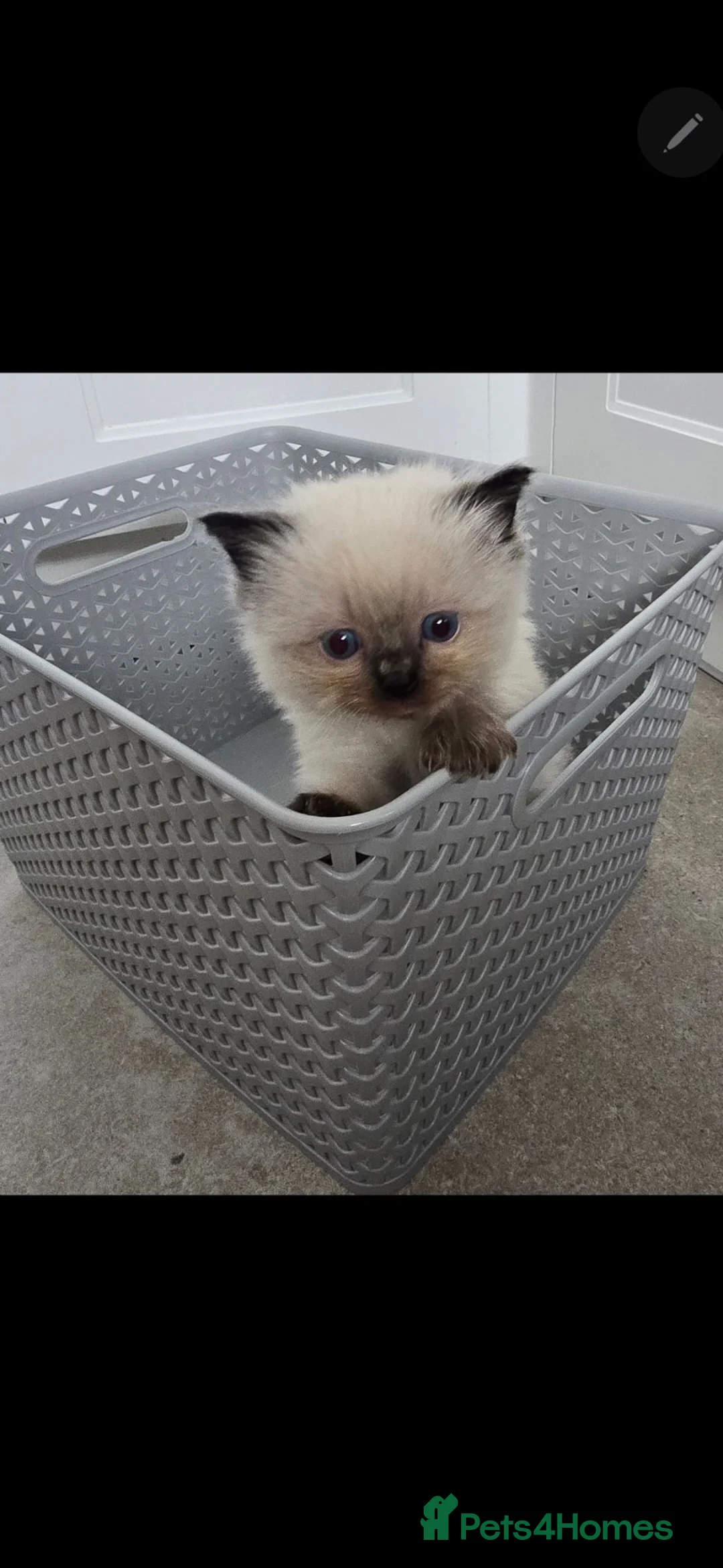 Ragdoll cats for sale: Adorable Pedigree Ragdoll kittens in Sittingbourne - Advert 1