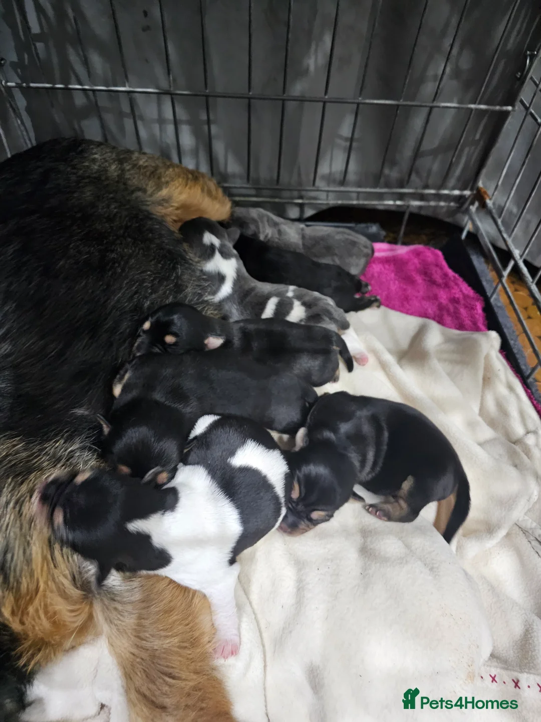 Jack Russell dogs for sale: 7 jack Russell puppies - Advert 2