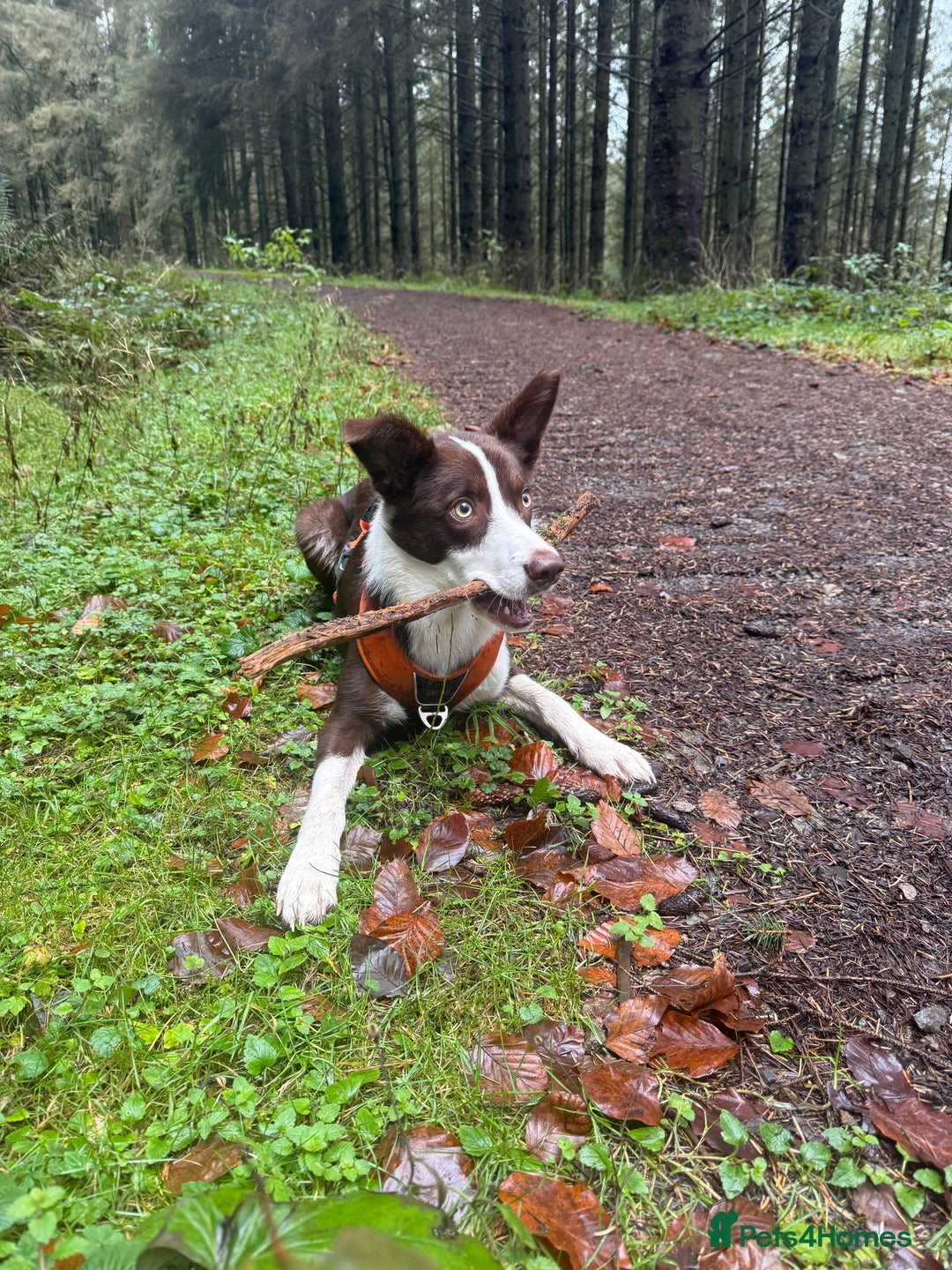 Border Collie dogs for sale: 10 month old Pure Border Collie 🐾 - Advert 13