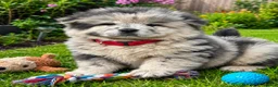 Chow Chow dogs for sale: Beautiful Chow Chow Puppies  in Rotherham - Advert 7