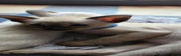 Siamese cats for sale: Stunning GCCF registered Siamese Kittens for sale - Advert 8