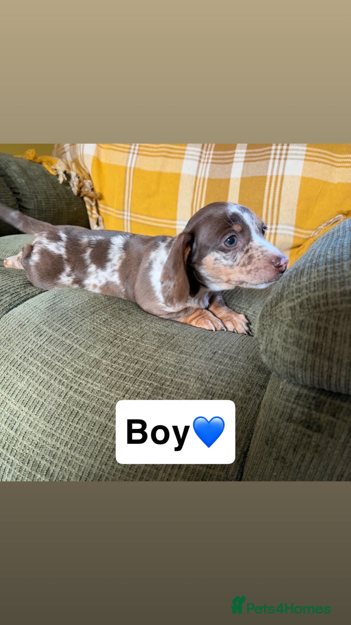 Miniature Dachshund dogs 3 x miniature Dachshunds  - Advert 2