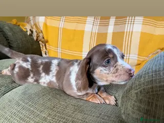 Miniature Dachshund dogs 3 x miniature Dachshunds - Advert 1