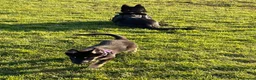 Mixed Breed dogs for sale: Stunning Shepherd Puppies Parents Can Be Seen - Advert 5