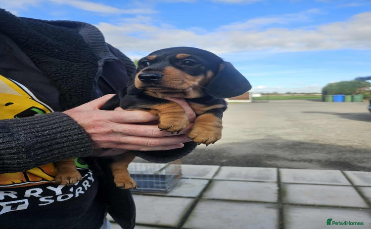 Miniature Dachshund dogs - Advert 1