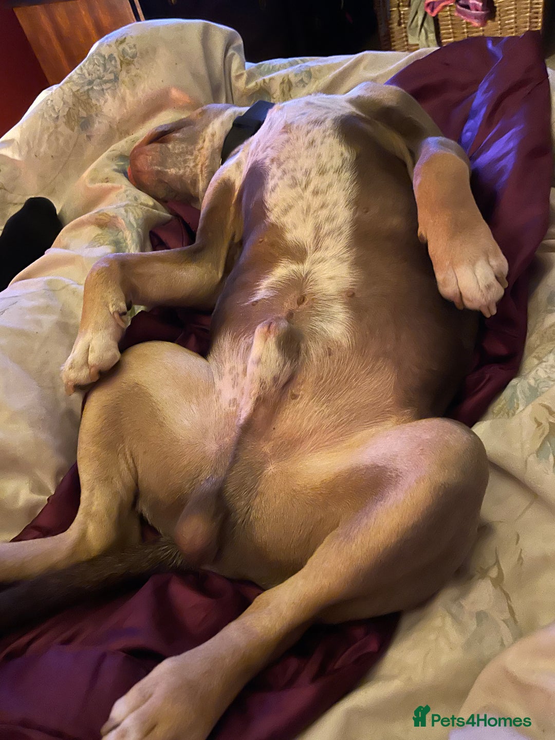 Dorset Olde Tyme Bulldogge dogs for stud: Brock - Image 24