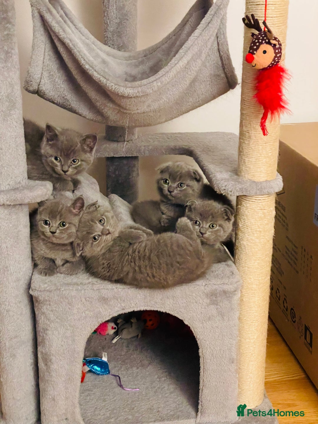 Scottish Fold cats for sale: PURE BREED SCOTTISH FOLD KITTENS 🐾 in Twickenham - Image 2