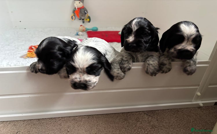 Cocker Spaniel dogs 🌟 Stunning KC Reg Show Type Cocker Spaniels 🌟 - Advert 1