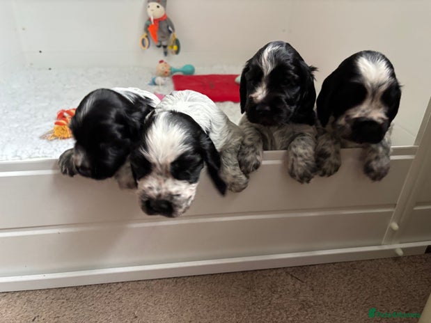 Cocker Spaniel dogs 🌟 Stunning KC Reg Show Type Cocker Spaniels 🌟 - Advert 1