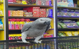 Parrots birds for sale: African Grey  - Image 1