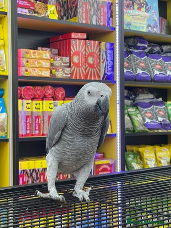 Parrots birds - Advert 8