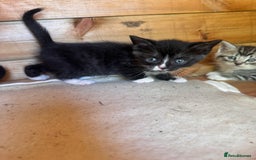 Mixed Breed cats for sale: 6 beautiful kittens looking for homes🏡  - Image 13