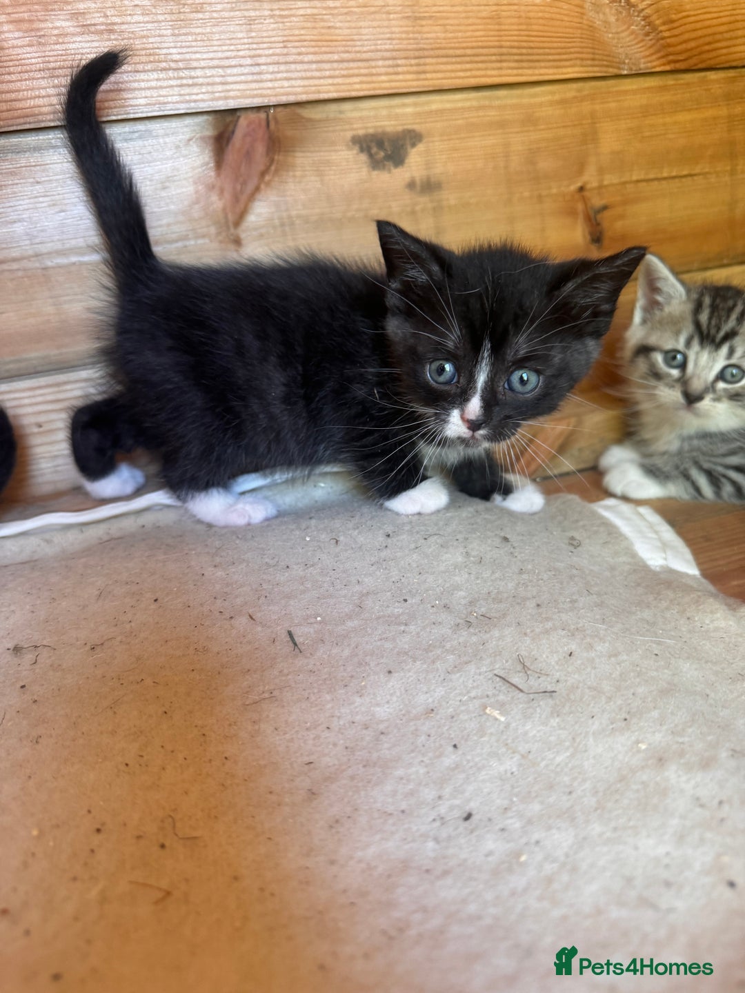 Mixed Breed cats for sale: 6 beautiful kittens looking for homes🏡  - Image 13