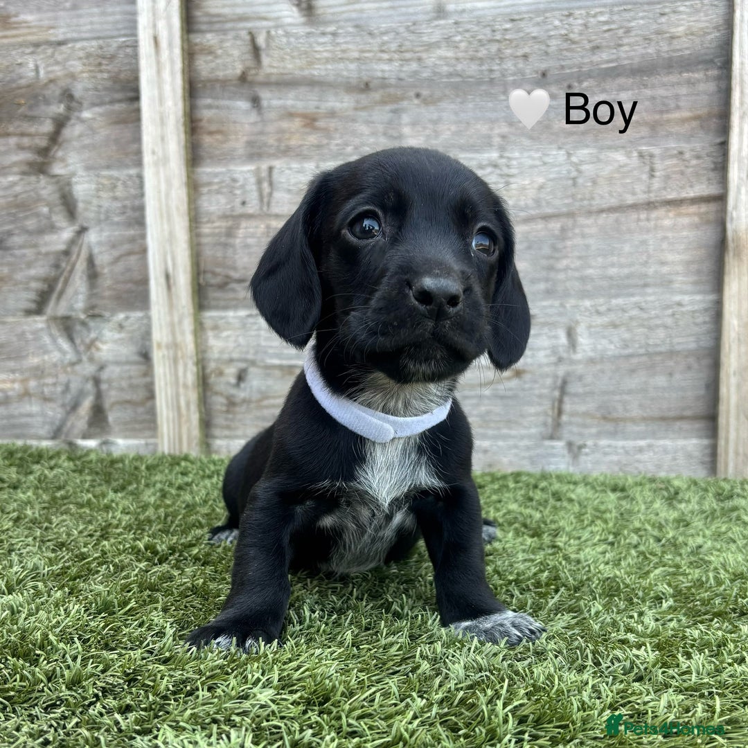 Mixed Breed dogs for sale: Top Quality F1 Docker Puppies - Image 13