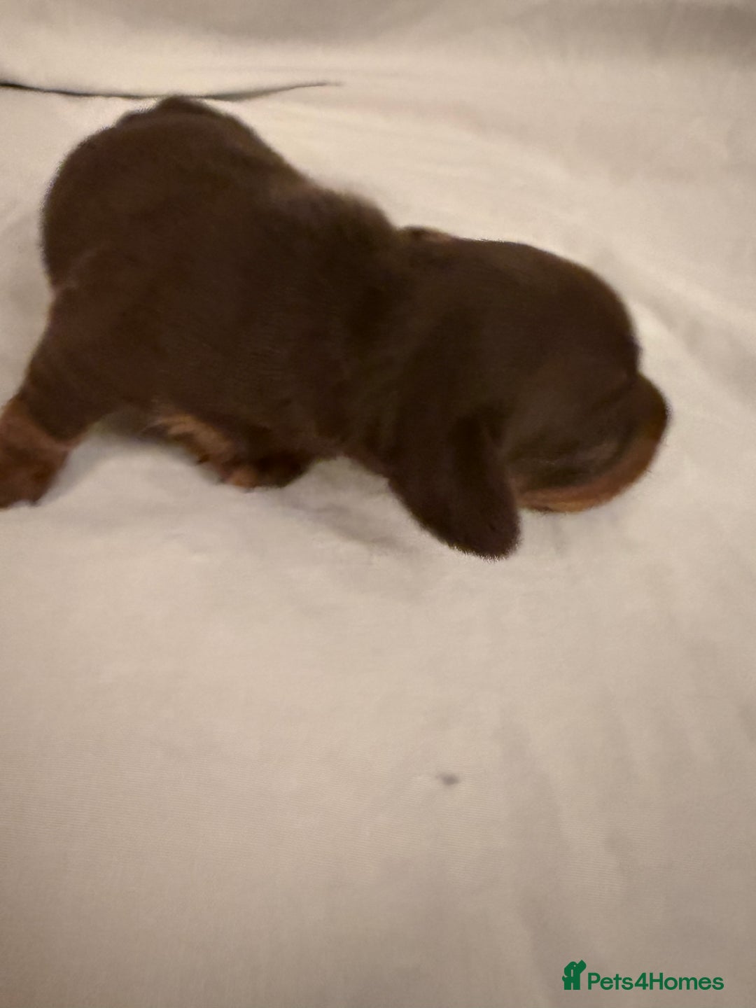 Dachshund dogs for sale: Miniature Dachshund puppies for sale - Advert 41