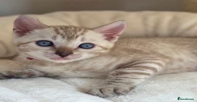 Bengal cats - Advert 6