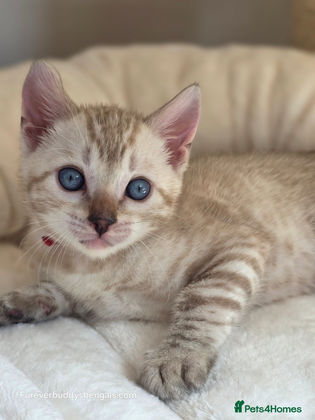 Bengal cats for sale: Gorgeous Pedigree Bengal Kittens  - Image 2