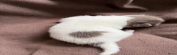 Pomchi dogs for sale: Beautiful unique Pomchi’s  - Advert 4