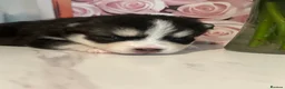 Pomsky dogs for sale: Pomsky Puppy F4 - Advert 4