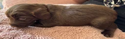 Springador dogs for sale: Chocolate Springador Puppies – Boys & Girls - Advert 15