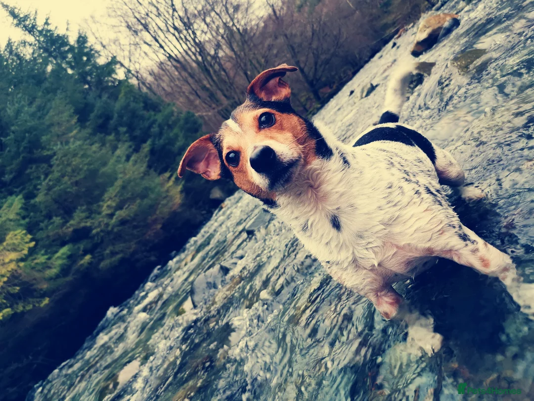 Jack Russell dogs for sale: Mr Milo diesel  - Advert 2