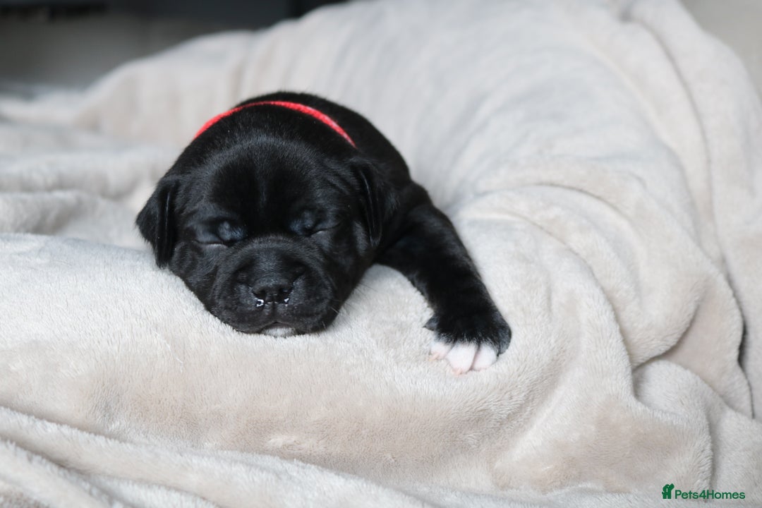 Staffordshire Bull Terrier dogs for sale: KC Reg Staff Pups Blue/Black, Champion Blood Lines - Image 9