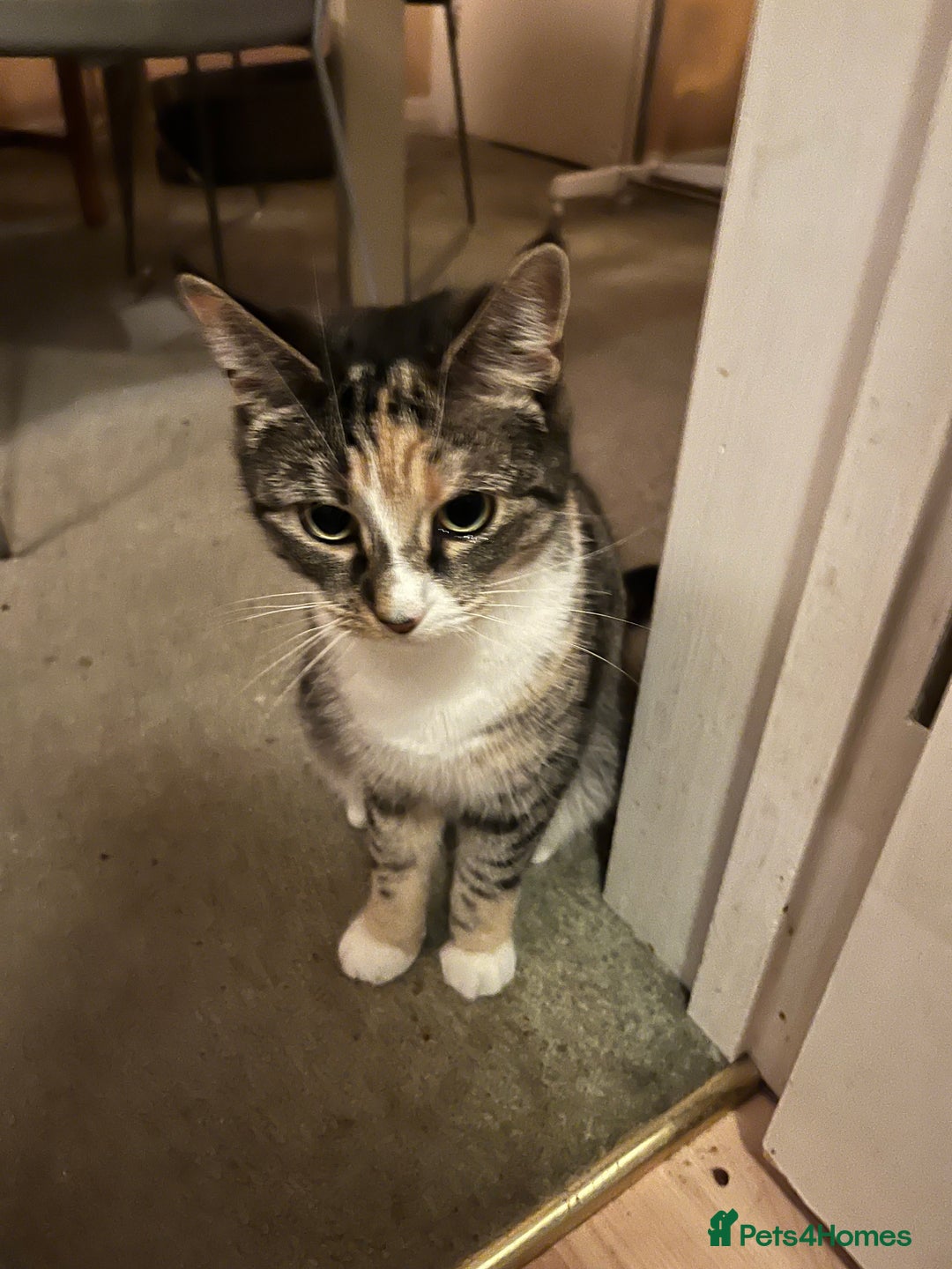 Mixed Breed cats for adoption: Rescue kitten needs home of his own - Advert 8