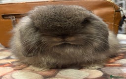 Mini Lion Lop rabbits for sale: Double mane lionlops ready now - Image 5