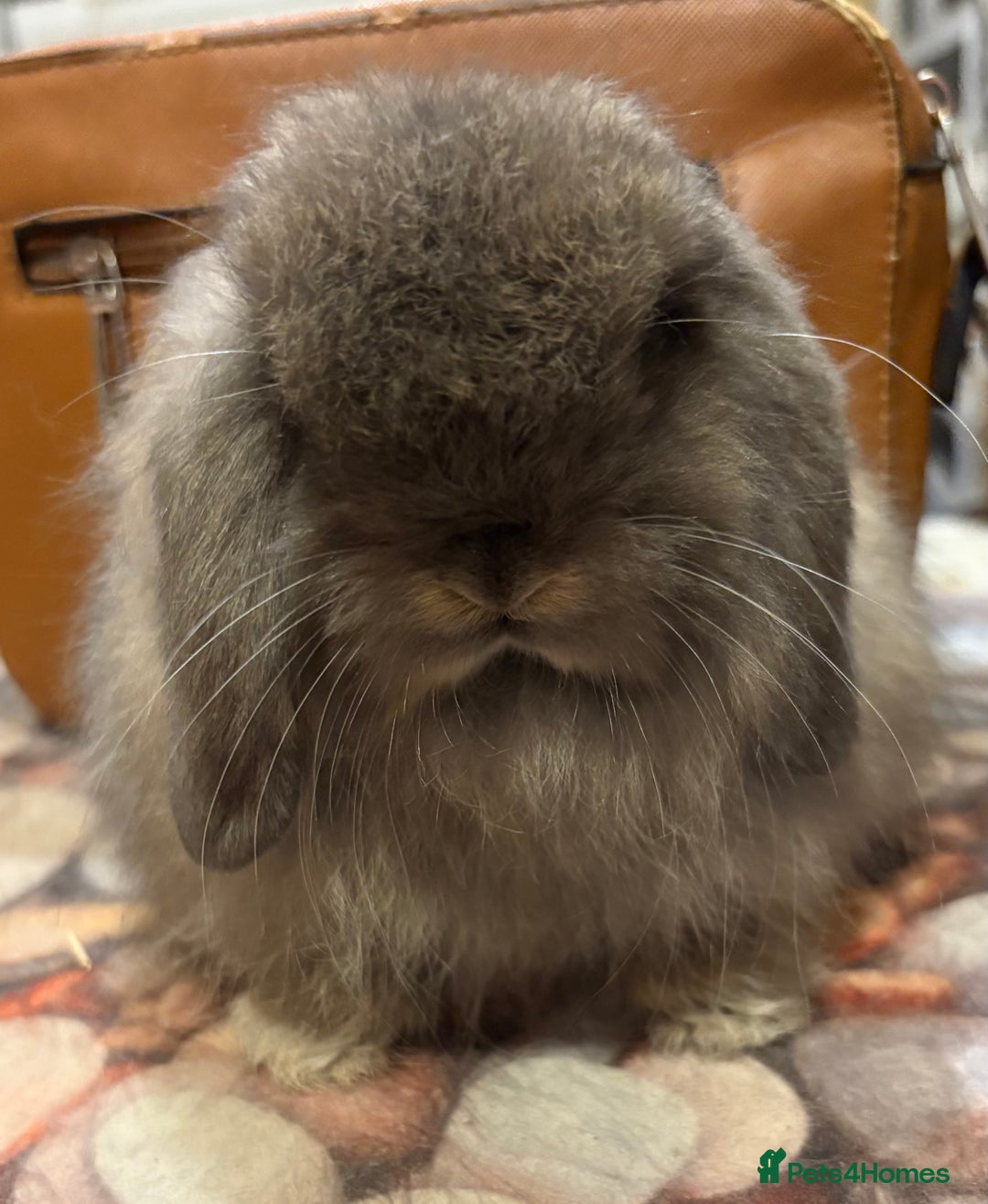 Mini Lion Lop rabbits for sale: Double mane lionlops ready now - Image 5