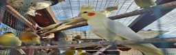 Cockatiels birds for sale: Cockatiels for sale - Advert 3