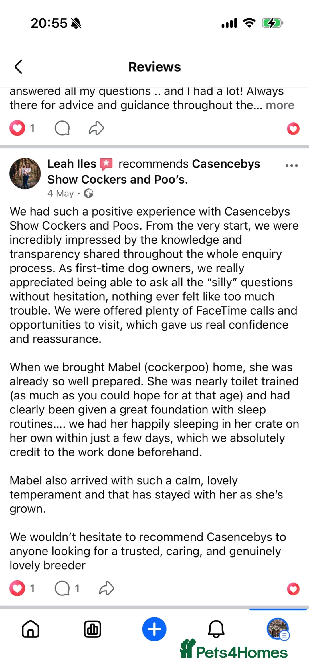 Cocker Spaniel dogs for sale: ❤️WAITING LIST BACK OPEN❤️ - Advert 17