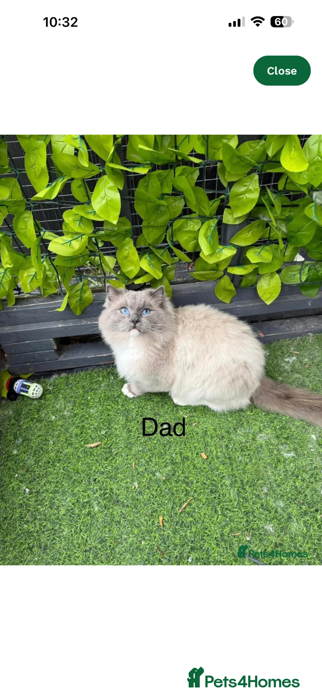 Ragdoll cats for sale: Blue mitted Ragdoll kitten - Advert 9