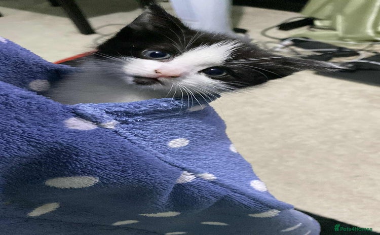 Mixed Breed cats - Advert 15