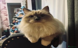 Ragdoll cats for sale: 😻 Beautiful Ragdoll Kittens😻 - Advert 4