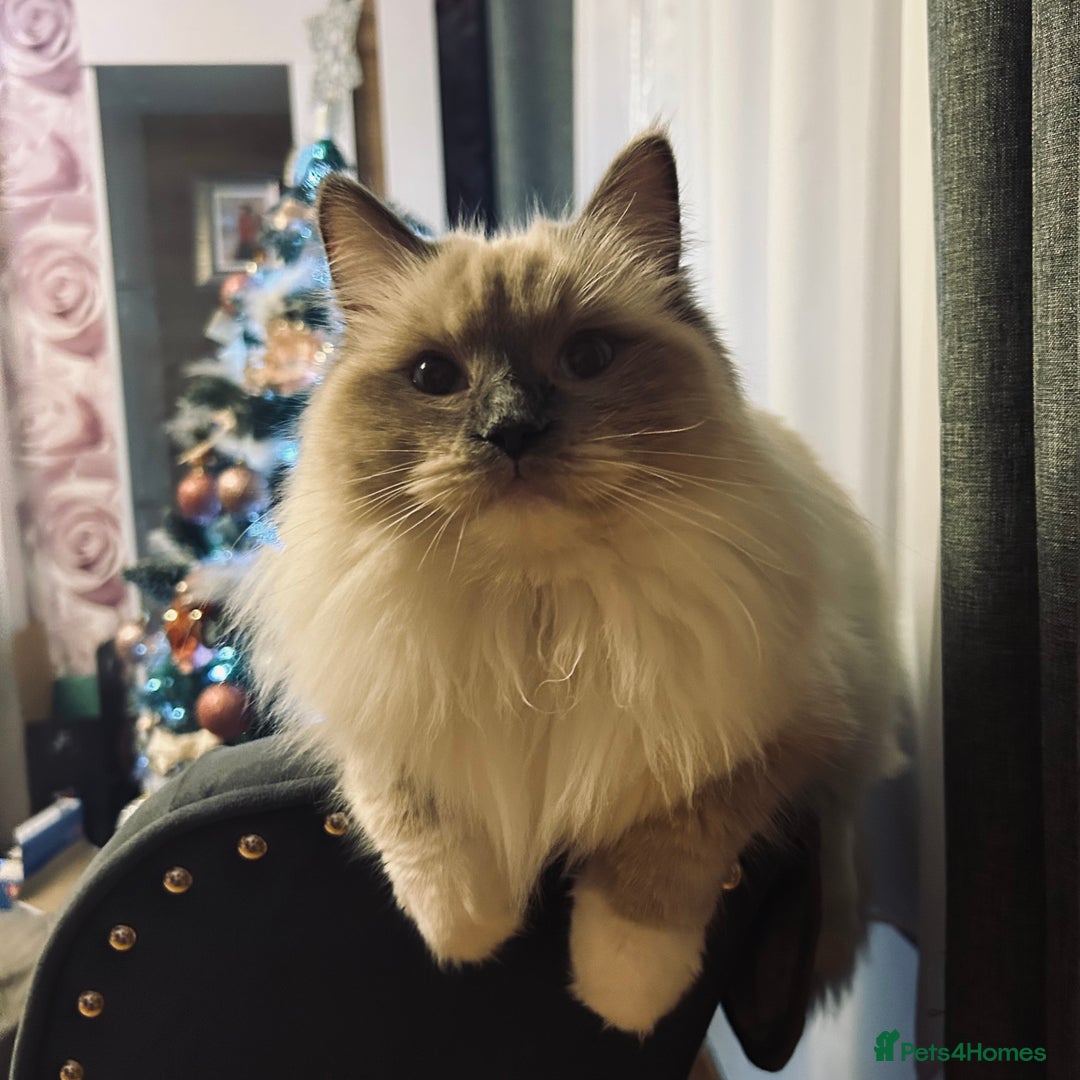 Ragdoll cats for sale: 😻 Beautiful Ragdoll Kittens😻 - Advert 4