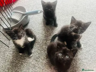 Mixed Breed cats Kittens half Russian blue 1 left - Advert 5