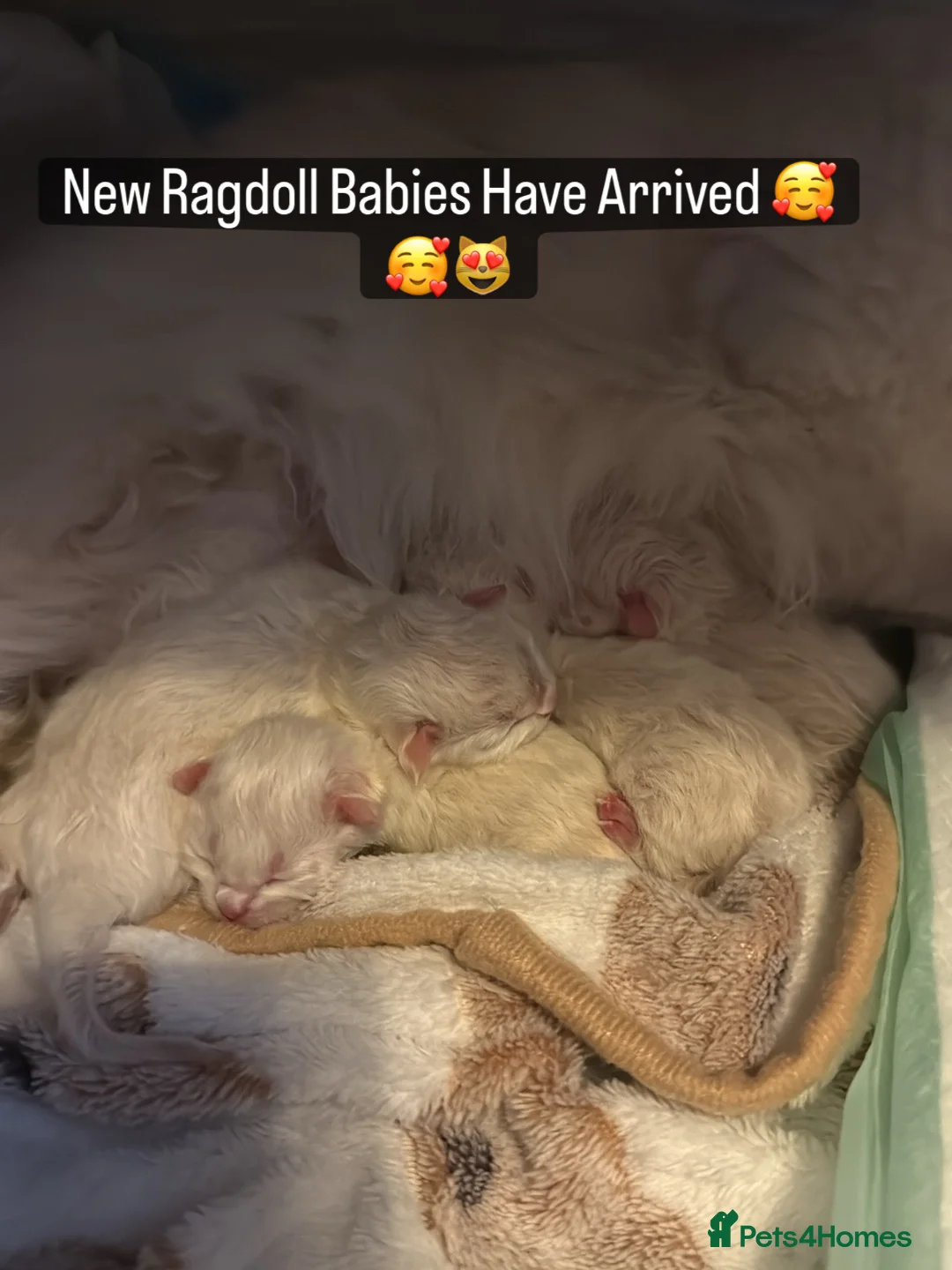 Ragdoll cats for sale: Registered GCCF/TICA champion Ragdoll Kittens  - Advert 2