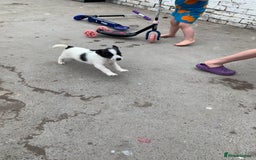 Jack Russell dogs for sale: Lollys baby  - Image 8