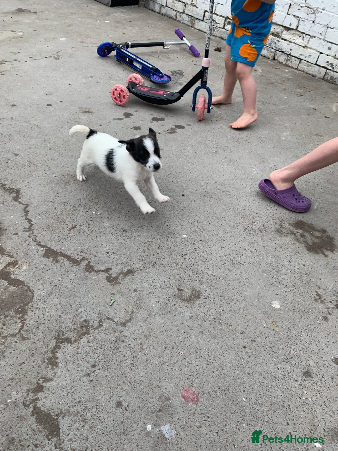Jack Russell dogs for sale: Lollys baby  - Image 8