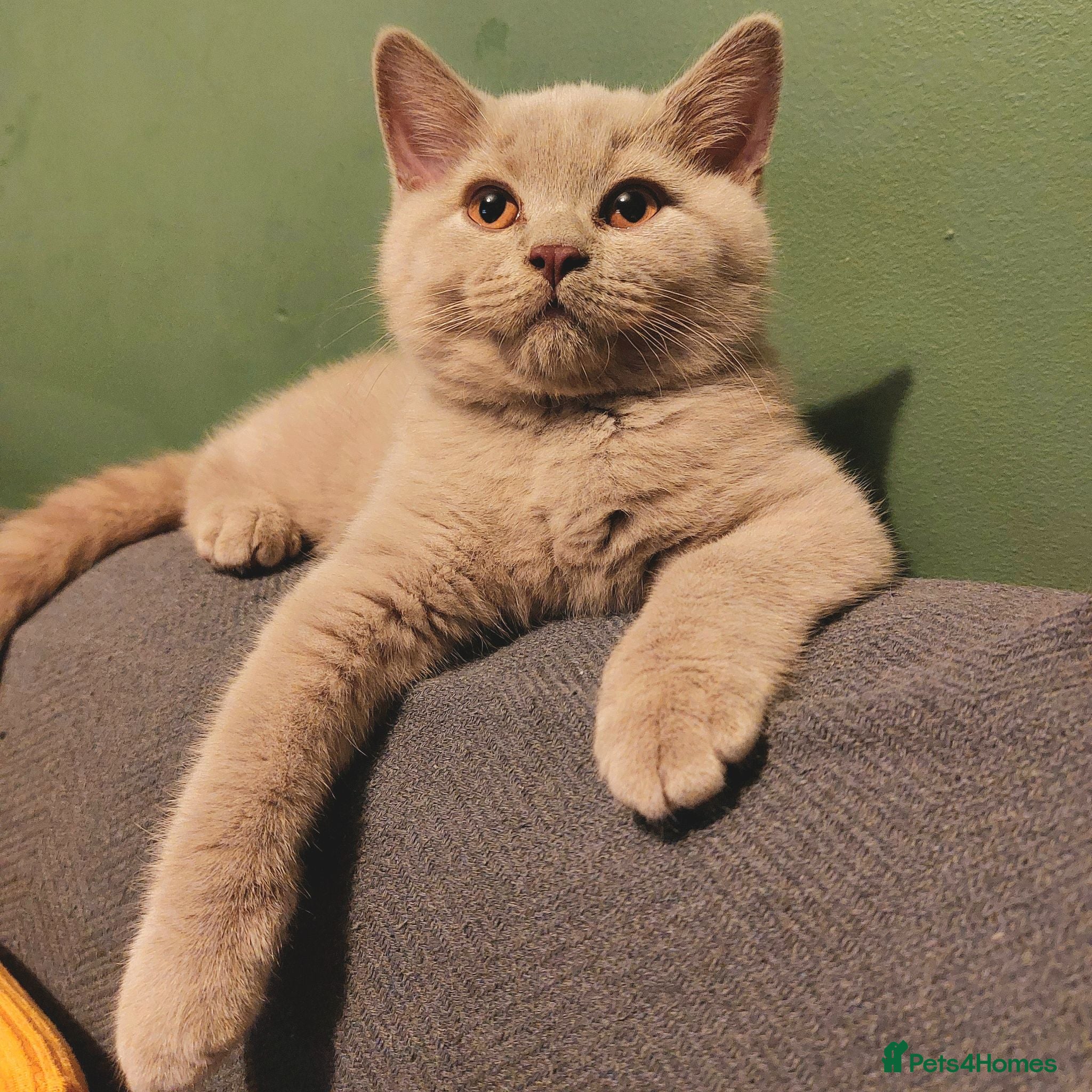 British Shorthair cats ⭐️ READY TO LEAVE ⭐️ British Shorthair Kittens ⭐️ - Advert 1