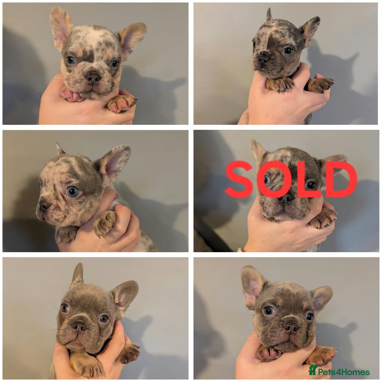 French Bulldog dogs for sale: Gorgeous French Bulldog puppies. - Advert 13