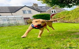 Labrador Retriever dogs for sale: 9 Month Old Fox Red & Yellow Cross Labrador - Image 3